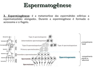 Espermatogênese 3. Espermiogênese :  é a metamorfose das espermátides esféricas a espermatozóides alongados. Durante a espermiogênese é formado o acrossoma e o flagelo. compartimento basal compartimento apical ou adluminal 