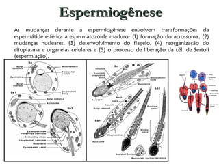Espermiogênese As mudanças durante a espermiogênese envolvem transformações da espermátide esférica a espermatozóide maduro: (1) formação do acrossoma, (2) mudanças nucleares, (3) desenvolvimento do flagelo, (4) reorganização do citoplasma e organelas celulares e (5) o processo de liberação da cél. de Sertoli (espermiação). 