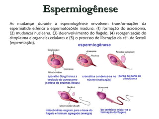 Espermiogênese As mudanças durante a espermiogênese envolvem transformações da espermátide esférica a espermatozóide maduro: (1) formação do acrossoma, (2) mudanças nucleares, (3) desenvolvimento do flagelo, (4) reorganização do citoplasma e organelas celulares e (5) o processo de liberação da cél. de Sertoli (espermiação). 