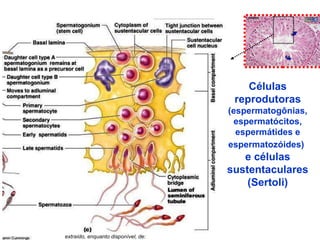 extraído, enquanto disponível, de:  http://academic.pgcc.edu/~aimholtz/AandP/206_ONLINE/Repro/malerepro1.html Células reprodutoras  (espermatogônias, espermatócitos, espermátides e espermatozóides)   e células sustentaculares (Sertoli) 