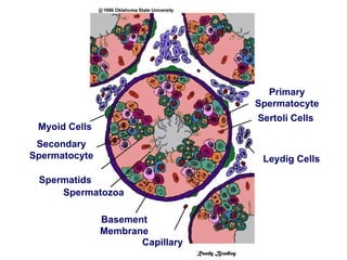 Primary Spermatocyte Sertoli Cells Leydig Cells Capillary Basement Membrane Spermatozoa Spermatids Secondary Spermatocyte Myoid Cells 