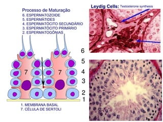 6. ESPERMATOZOIDE 5. ESPERMÁTIDES 4. ESPERMATÓCITO SECUNDÁRIO 3. ESPERMATÓCITO PRIMÁRIO 2. ESPERMATOGÔNIAS Processo de Maturação Testosterone synthesis Leydig Cells: 1. MEMBRANA BASAL 7. CÉLULA DE SERTOLI 