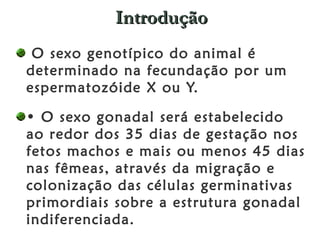 Introdução O sexo genotípico do animal é determinado na fecundação por um espermatozóide X ou Y.  •  O sexo gonadal será estabelecido ao redor dos 35 dias de gestação nos fetos machos e mais ou menos 45 dias nas fêmeas, através da migração e colonização das células germinativas primordiais sobre a estrutura gonadal indiferenciada.  
