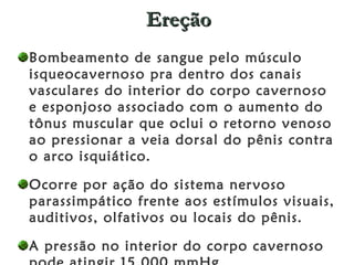 Ereção Bombeamento de sangue pelo músculo isqueocavernoso pra dentro dos canais vasculares do interior do corpo cavernoso e esponjoso associado com o aumento do tônus muscular que oclui o retorno venoso ao pressionar a veia dorsal do pênis contra o arco isquiático.  Ocorre por ação do sistema nervoso parassimpático frente aos estímulos visuais, auditivos, olfativos ou locais do pênis.  A pressão no interior do corpo cavernoso pode atingir 15.000 mmHg.  