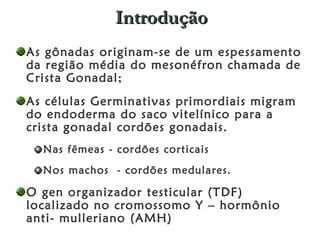 Introdução As gônadas originam-se de um espessamento da região média do mesonéfron chamada de Crista Gonadal; As células Germinativas primordiais migram do endoderma do saco vitelínico para a crista gonadal cordões gonadais.  Nas fêmeas - cordões corticais  Nos machos  - cordões medulares.  O gen organizador testicular (TDF) localizado no cromossomo Y – hormônio anti- mulleriano (AMH) 