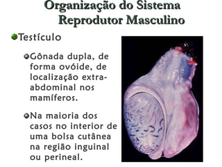 Organização do Sistema Reprodutor Masculino Testículo Gônada dupla, de forma ovóide, de localização extra-abdominal nos mamíferos. Na maioria dos casos no interior de uma bolsa cutânea  na região inguinal ou perineal. 