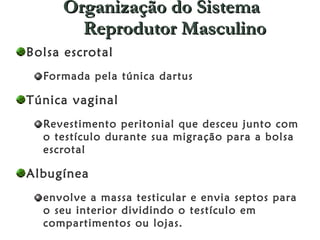 Organização do Sistema Reprodutor Masculino Bolsa escrotal  Formada pela túnica dartus  Túnica vaginal  Revestimento peritonial que desceu junto com o testículo durante sua migração para a bolsa escrotal  Albugínea  envolve a massa testicular e envia septos para o seu interior dividindo o testículo em compartimentos ou lojas.  