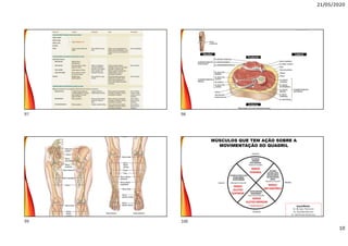 21/05/2020
10
Posterior
Anterior
LateralMedial
MÚSCULOS QUE TEM AÇÃO SOBRE A
MOVIMENTAÇÃO DO QUADRIL
Isquiotibiais:
M. Bíceps Femoral
M. Semitendinoso
M. Semimembranoso
97 98
99 100
 