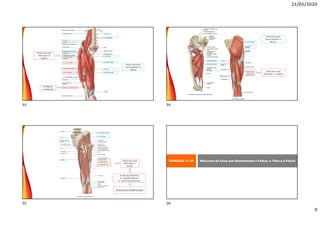 21/05/2020
9
4 Origens
1 Inserção
Músculos que
Movimentam o
Fêmur
Músculos que
Articulam o
Joelho
Músculos que
Articulam o Joelho
Músculos que
Movimentam o
Fêmur
Músculos que
Articulam o
Joelho
M. Bíceps Femoral
M. Semitendinoso
M. Semimembranoso
Músculos Extensores
EXIBIÇÃO 11.18 Músculos da Coxa que Movimentam o Fêmur, a Tíbia e a Fíbula
93 94
95 96
 