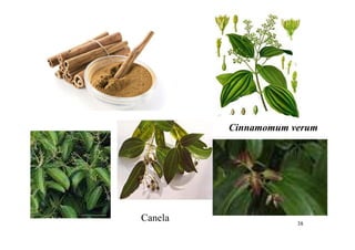 38
Cinnamomum verum
Canela
 