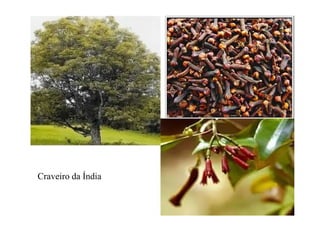 39
Craveiro da Índia
 