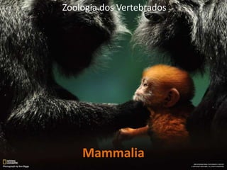 Zoologia dos Vertebrados

Mammalia

 
