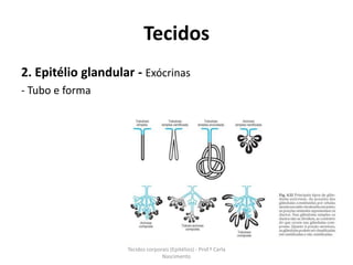 Tecidos
2. Epitélio glandular - Exócrinas
- Tubo e forma




                    Tecidos corporais (Epitélios) - Prof.ª Carla
                                  Nascimento
 