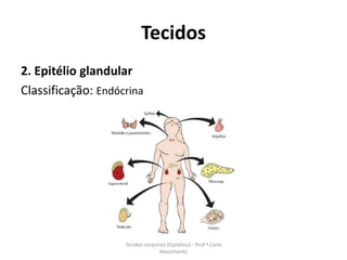 Tecidos
2. Epitélio glandular
Classificação: Endócrina




                    Tecidos corporais (Epitélios) - Prof.ª Carla
                                  Nascimento
 