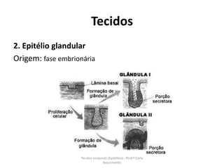 Tecidos
2. Epitélio glandular
Origem: fase embrionária




                   Tecidos corporais (Epitélios) - Prof.ª Carla
                                 Nascimento
 