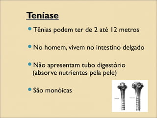 TeníaseTeníase
Tênias podem ter de 2 até 12 metros
No homem, vivem no intestino delgado
Não apresentam tubo digestório
(absorve nutrientes pela pele)
São monóicas
 