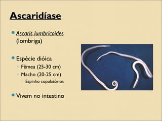 AscaridíaseAscaridíase
Ascaris lumbricoides
(lombriga)
Espécie dióica
◦ Fêmea (25-30 cm)
◦ Macho (20-25 cm)
 Espinho copulatórios
Vivem no intestino
 