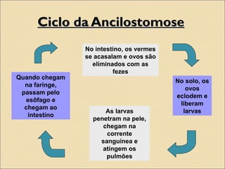 Ciclo da AncilostomoseCiclo da Ancilostomose
No intestino, os vermes
se acasalam e ovos são
eliminados com as
fezes
No solo, os
ovos
eclodem e
liberam
larvasAs larvas
penetram na pele,
chegam na
corrente
sanguínea e
atingem os
pulmões
Quando chegam
na faringe,
passam pelo
esôfago e
chegam ao
intestino
 