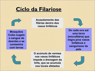 Ciclo da FilarioseCiclo da Filariose
Acasalamento das
filárias dentro dos
vasos linfáticos
De cada ovo sai
uma larva
(microfilária) que
migra pros vasos
linfáticos e
sanguíneos da
pele
O acúmulo de vermes
nos vasos linfáticos
impede a drenagem da
linfa, que se acumula
nos locais afetados
Mosquitos
Culex sugam
o sangue de
doentes e se
contamina
com larvas
 