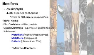 Animal Subclasses Aula 17 - Mamíferos.pdf Reino Animal - Cordados | PDF