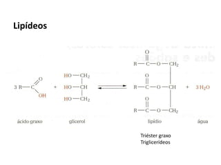Lipídeos
Triéster graxo
Triglicerídeos
 