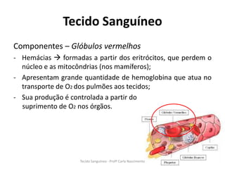 Tecido Sanguíneo
Componentes – Glóbulos vermelhos
- Hemácias  formadas a partir dos eritrócitos, que perdem o
  núcleo e as mitocôndrias (nos mamíferos);
- Apresentam grande quantidade de hemoglobina que atua no
  transporte de O2 dos pulmões aos tecidos;
- Sua produção é controlada a partir do
  suprimento de O2 nos órgãos.




                    Tecido Sanguíneo - Profª Carla Nascimento
 