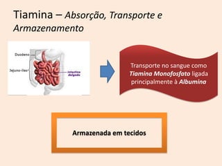 Tiamina – Absorção, Transporte e Armazenamento 
Transporte no sangue como Tiamina Monofosfato ligada principalmente à Albumina 
Armazenada em tecidos  
