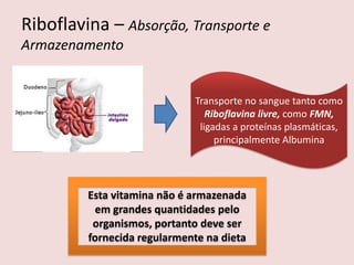 Riboflavina – Absorção, Transporte e Armazenamento 
Transporte no sangue tanto como Riboflavina livre, como FMN, ligadas a proteínas plasmáticas, principalmente Albumina 
Esta vitamina não é armazenada em grandes quantidades pelo organismos, portanto deve ser fornecida regularmente na dieta  