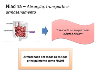 Niacina – Absorção, transporte e armazenamento 
Transporte no sangue como NADH e NADPH 
Armazenada em todos os tecidos principalmente como NADH  