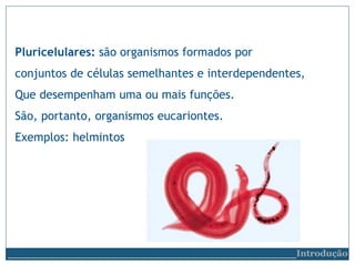 Pluricelulares: são organismos formados por
conjuntos de células semelhantes e interdependentes,
Que desempenham uma ou mais funções.
São, portanto, organismos eucariontes.
Exemplos: helmintos
__________________________Introdução
 