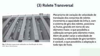(3) Rolete Transversal
Mecanismo de variação de velocidade de
translação dos conjuntos de roletes
incrementa a capacidade da linha e, com
o sistema de giro dos roletes, posiciona
os frutos, girando em torno do seu
diâmetro maior, o que possibilita a
calibração sempre pelo diâmetro maior.
Além de poder variar a velocidade de
translação, a velocidade de giro também
é variável, o que possibilita a adaptação a
todo tipo de fruto.
 