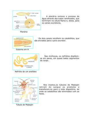 A planária remove o excesso de
água através dos tubos ramificados, que
terminam na célula-flama e, desta, para
os canais excretores.
Planária
Os dois canais recolhem os catabólitos, que
são enviados para o poro excretor.
Sistema em H
Nas minhocas, os nefrídios dispõem-
se em pares, em quase todos segmentos
do corpo.
Nefrídio de um anelídeo
Nos insetos,os túbulos de Malpighi
retiram do sangue os produtos e
transferem-os para o tubo digestório, de
onde os catabólitos são eliminados com as
fezes.
Túbulo de Malpighi
 