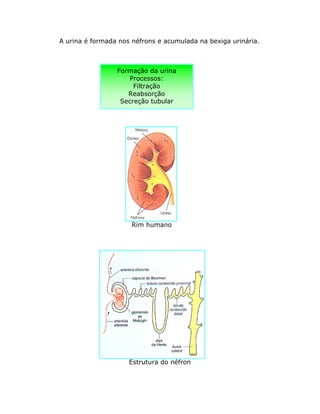 A urina é formada nos néfrons e acumulada na bexiga urinária.
Rim humano
Estrutura do néfron
Formação da urina
Processos:
Filtração
Reabsorção
Secreção tubular
 