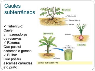 Caules
subterrâneos

 Tubérculo:
Caule
armazenadores
de reservas
 Rizoma:
Que possui
escamas e gemas
 Bulbo:
Que possui
escamas carnudas
e o prato
 
