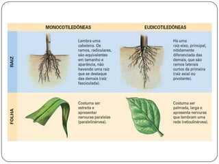 Aula18bio2 c leandro