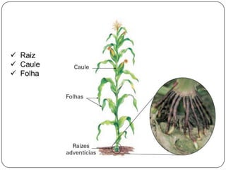  Raiz
 Caule
 Folha
 