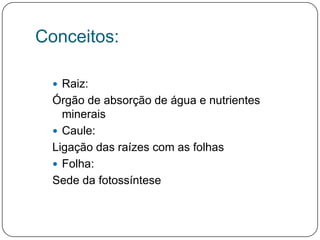 Conceitos:

   Raiz:
  Órgão de absorção de água e nutrientes
    minerais
   Caule:
  Ligação das raízes com as folhas
   Folha:
  Sede da fotossíntese
 