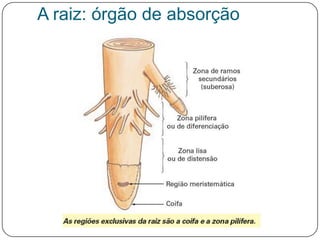 A raiz: órgão de absorção
 
