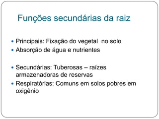 Funções secundárias da raiz

 Principais: Fixação do vegetal no solo
 Absorção de água e nutrientes


 Secundárias: Tuberosas – raízes
  armazenadoras de reservas
 Respiratórias: Comuns em solos pobres em
  oxigênio
 