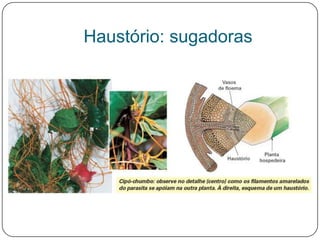 Haustório: sugadoras
 