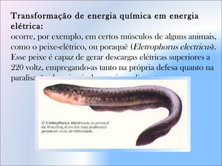 Transformação de energia química em energia
elétrica: 
ocorre, por exemplo, em certos músculos de alguns animais,
como o peixe-elétrico, ou poraquê (Eletrophorus electricus).
Esse peixe é capaz de gerar descargas elétricas superiores a
220 voltz, empregando-as tanto na própria defesa quanto na
paralisação de animais dos quais se alimenta.
 