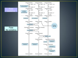 Fase
oxidativa
Fase
No oxidativa
 