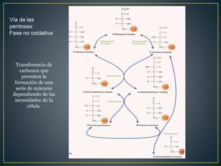 Transferencia de
carbonos que
permiten la
formación de una
serie de azúcares
dependiendo de las
necesidades de la
célula.
Vía de las
pentosas:
Fase no oxidativa
 