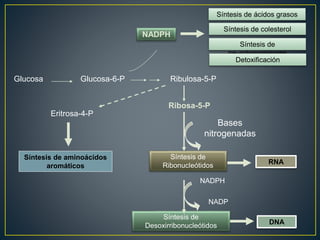 Glucosa Glucosa-6-P
NADPH
Ribulosa-5-P
Ribosa-5-P
Eritrosa-4-P
Síntesis de aminoácidos
aromáticos
Síntesis de
Ribonucleótidos
Síntesis de
Desoxirribonucleótidos
RNA
DNA
Bases
nitrogenadas
NADPH
NADP
Síntesis de ácidos grasos
Síntesis de colesterol
Síntesis de
neurotransmisores
Detoxificación
 
