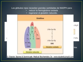 Los glóbulos rojos necesitan grandes cantidades de NADPH para:
• reducir la hemoglobina oxidada
• regenerar el glutatión reducido.
El glutatión reducido es un potente antioxidante que presenta importantes
funciones como la eliminación de peróxidos y la reducción de
ferrihemoglobina (Fe+3).
Glutation reducido
Glutation oxidado
 