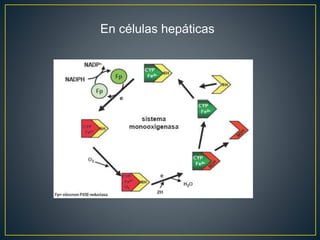 En células hepáticas
 