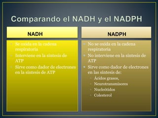 NADH
• Se oxida en la cadena
respiratoria
• Interviene en la síntesis de
ATP
• Sirve como dador de electrones
en la síntesis de ATP
NADPH
 No se oxida en la cadena
respiratoria
 No interviene en la síntesis de
ATP
 Sirve como dador de electrones
en las síntesis de:
◦ Ácidos grasos,
◦ Neurotransmisores
◦ Nucleótidos
◦ Colesterol
 