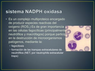 • Es un complejo multiproteico encargado
de producir especies reactivas del
oxígeno (ROS,) Es de gran importancia
en las células fagocíticas (principalmente
neutrófilos y macrófagos) porque participa
en la destrucción de microorganismos
patógenos, mediante la:
• fagocitosis
• formación de las trampas extracelulares de
neutrófilos (NET, por neutrophils extracelular
traps)
 