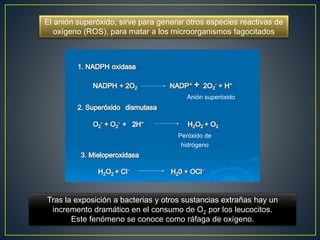 Tras la exposición a bacterias y otros sustancias extrañas hay un
incremento dramático en el consumo de O2 por los leucocitos.
Este fenómeno se conoce como ráfaga de oxígeno.
El anión superóxido, sirve para generar otros especies reactivas de
oxígeno (ROS), para matar a los microorganismos fagocitados
Anión superóxido
Peróxido de
hidrógeno
 