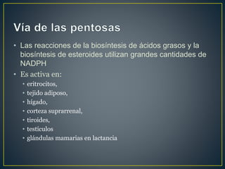 • Las reacciones de la biosíntesis de ácidos grasos y la
biosíntesis de esteroides utilizan grandes cantidades de
NADPH
• Es activa en:
• eritrocitos,
• tejido adiposo,
• hígado,
• corteza suprarrenal,
• tiroides,
• testículos
• glándulas mamarias en lactancia
 
